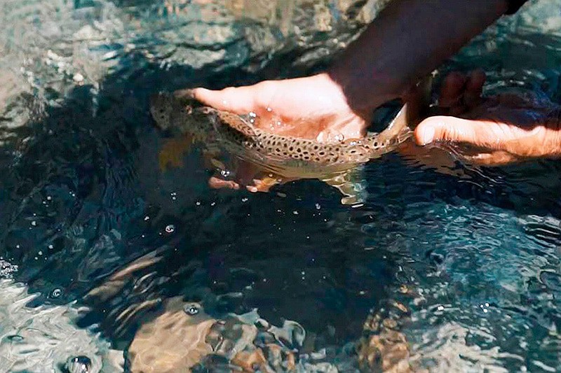 Catch and release at Melimoyu Lodge